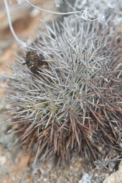 copiapoaechinoides3.jpg