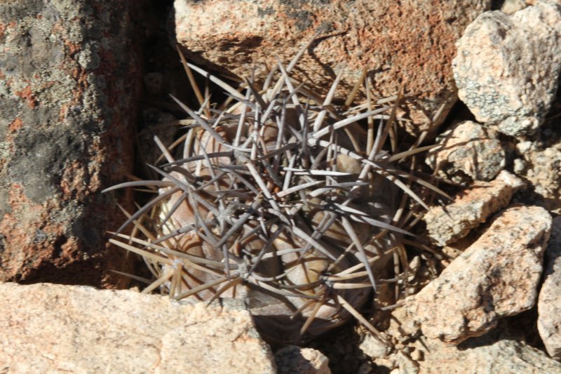 copiapoaechinoidesnana.jpg