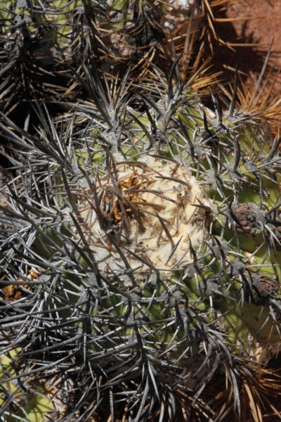 copiapoaechinoidesnana4.jpg