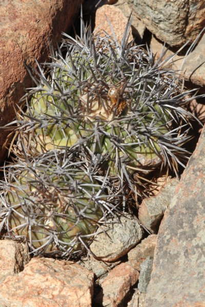 copiapoaechinoidesnana5.jpg