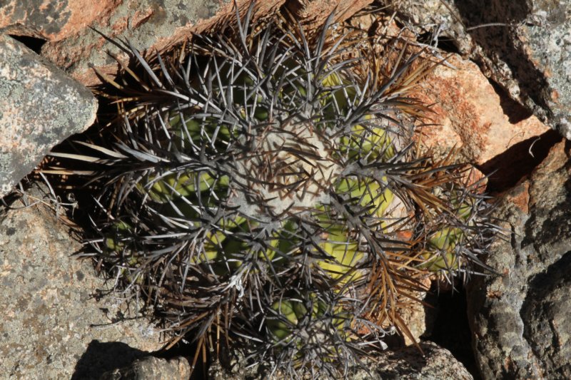 copiapoaechinoidesnana6.jpg