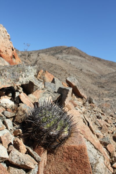 habitatcopiapoaechinoidesnana.jpg