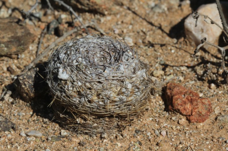 neoporteriathelocephalanapinavarglabrescens2.jpg