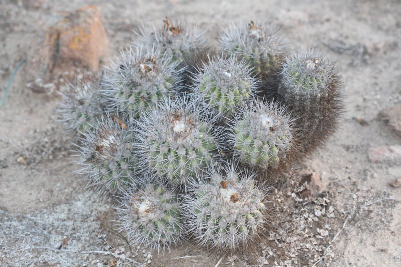 copiapoacoquimbana.jpg