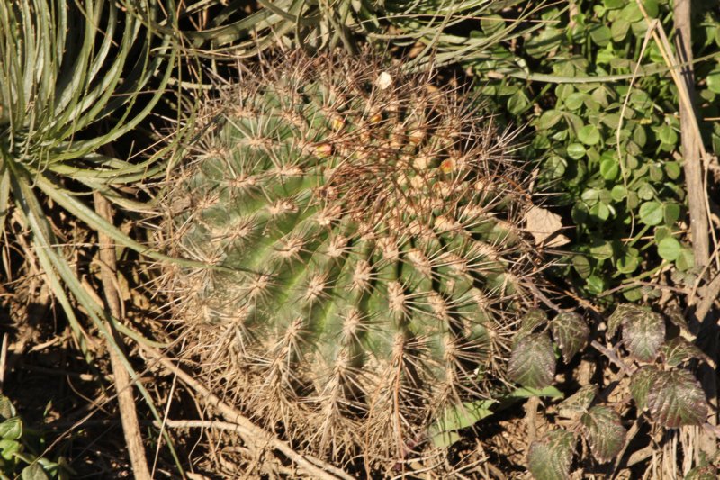 neoporteriasubgibbosavarcastanea3.jpg