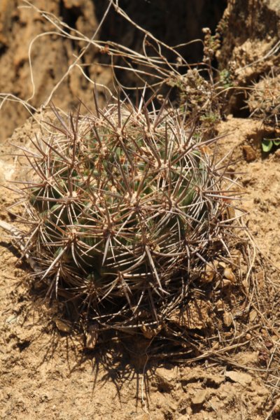 neoporteriasubgibbosavarcastanea4.jpg