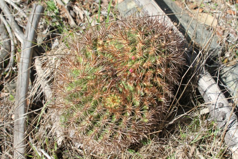 neoporteriasubgibbosa4.jpg