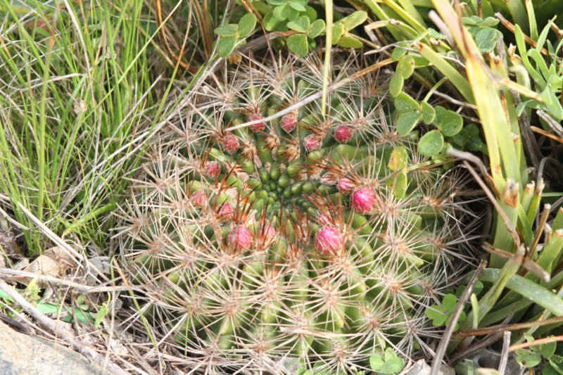 neoporteriasubgibbosa.jpg