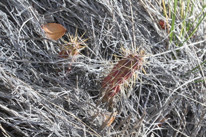 austrocactusspiniflores.jpg