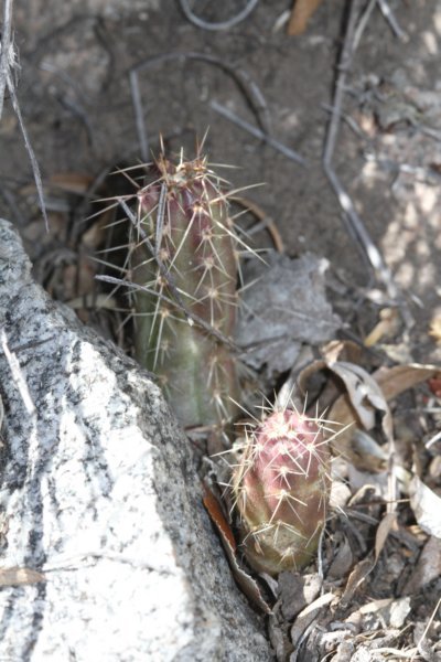 austrocactusspiniflores2.jpg