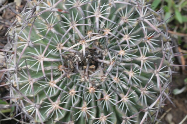 echinofossulocactusphyllacanthus.jpg