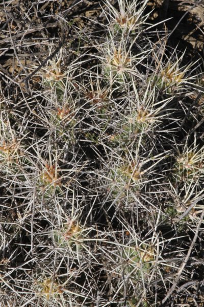 echinocereusmaritimus.jpg