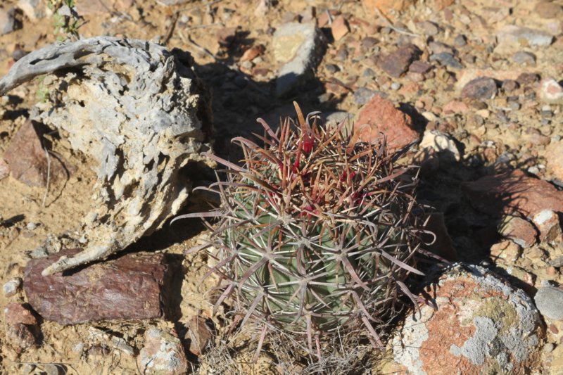 ferocactusfordiivarborealis.jpg