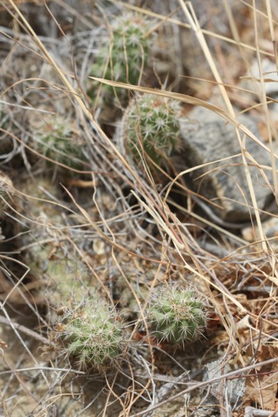 echinocereusbrandegeei.jpg