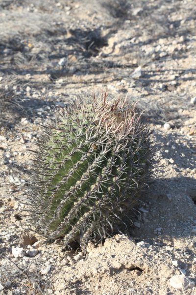 ferocactuspeninsulae.jpg