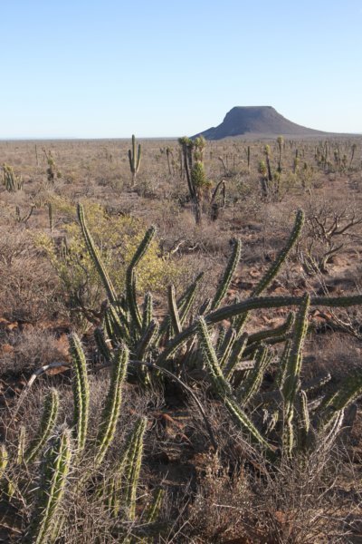 habitatmacheocereusgummosus.jpg