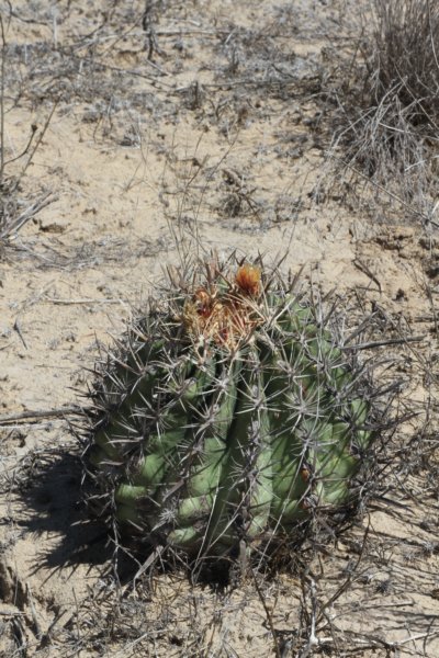 ferocactussantamaria.jpg