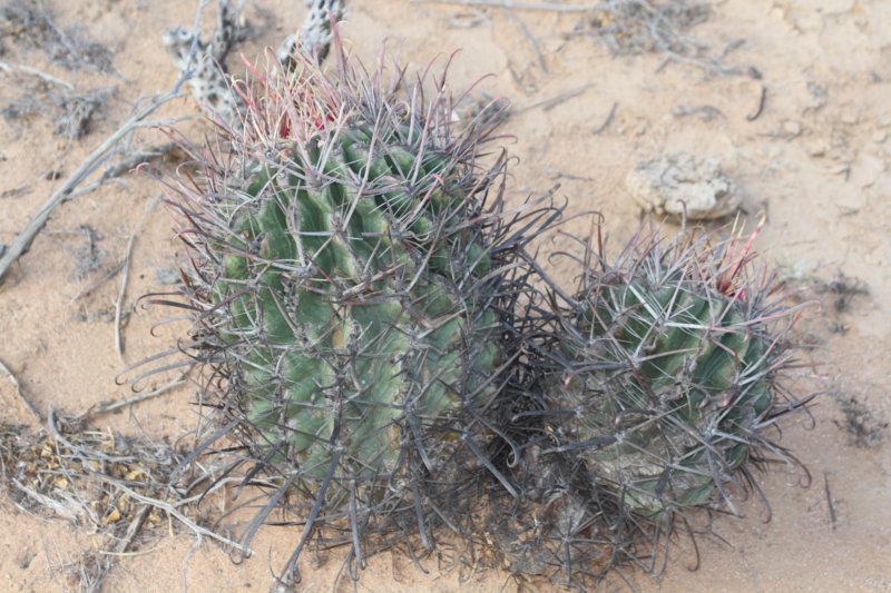 ferocactuspeninsulae.jpg