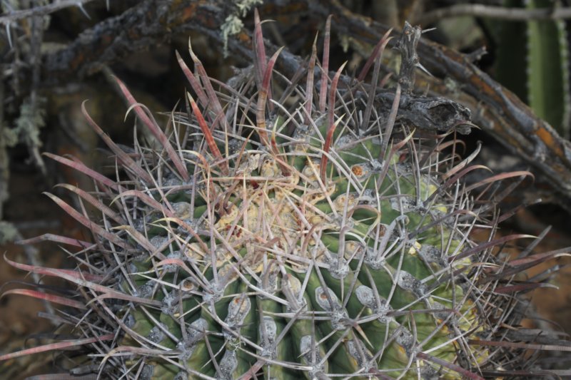 ferocactuspeninsulae2.jpg