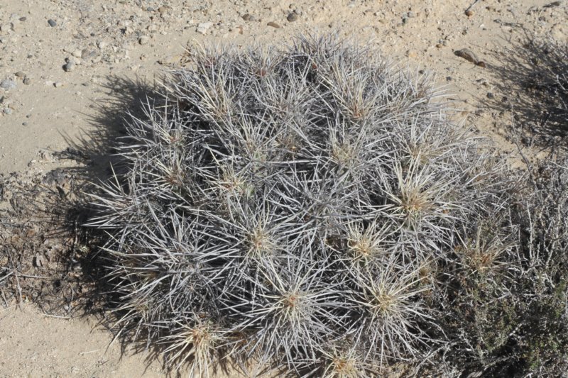 echinocereusmaritimusvarhancockii.jpg