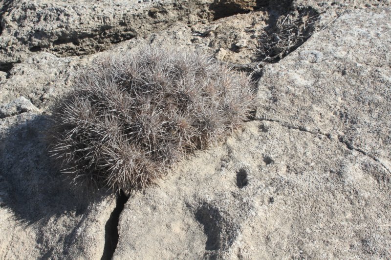 echinocereusmaritimusvarhancockii3.jpg