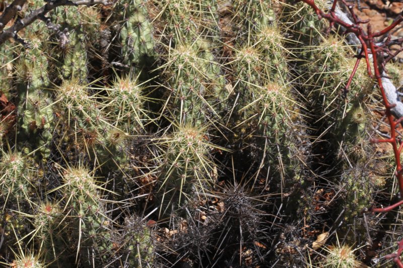 echinocereusbrandegeei.jpg