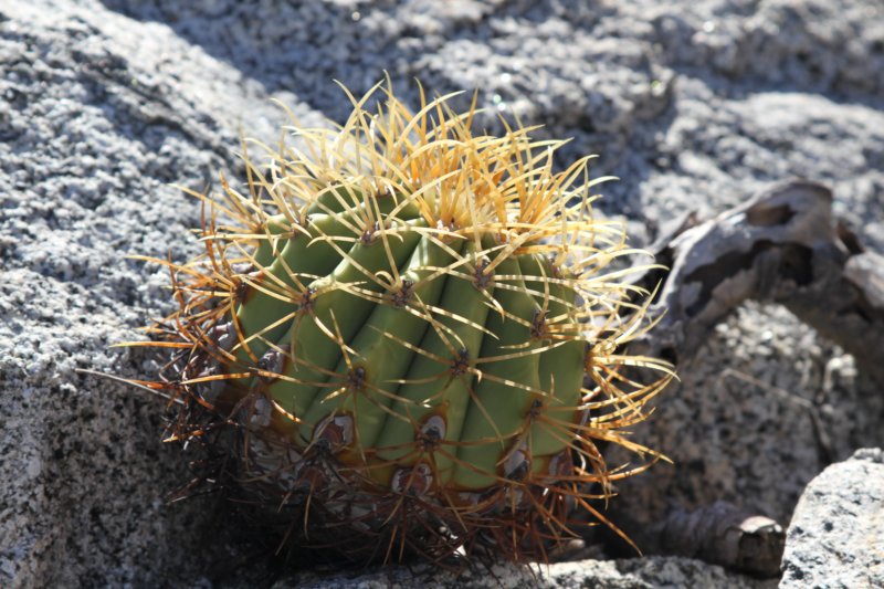 ferocactusdiguetii.jpg