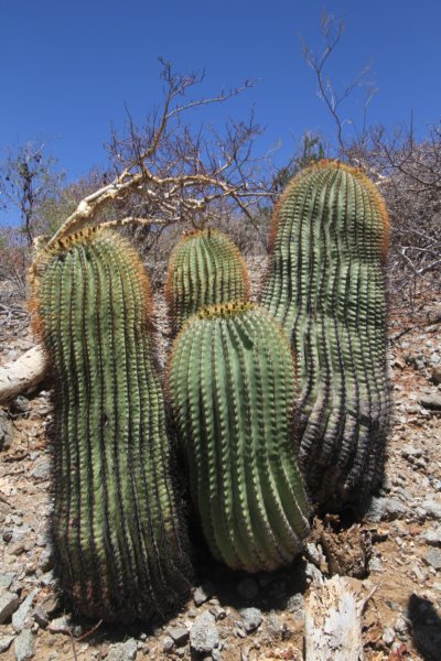 ferocactusdiguetii6.jpg