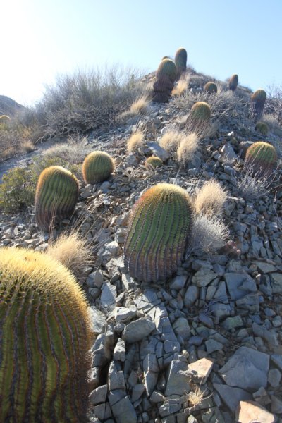 ferocactusdiguetii.jpg