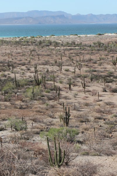 habitatpachycereuspringlei.jpg