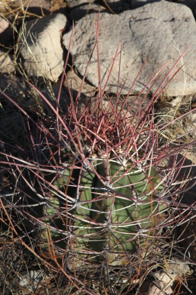 ferocactusemoryivarrectispinus.jpg