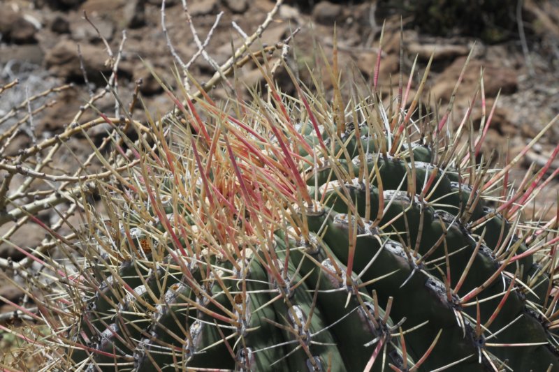 ferocactusemoryivarrectispinus.jpg