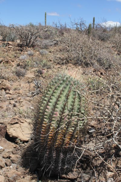 ferocactusemoryivarrectispinus2.jpg