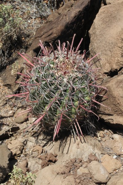 ferocactuspeninsulae.jpg