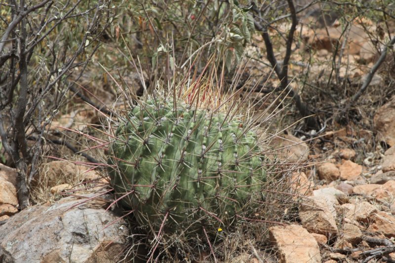 ferocactusemoryivarrectispinus.jpg