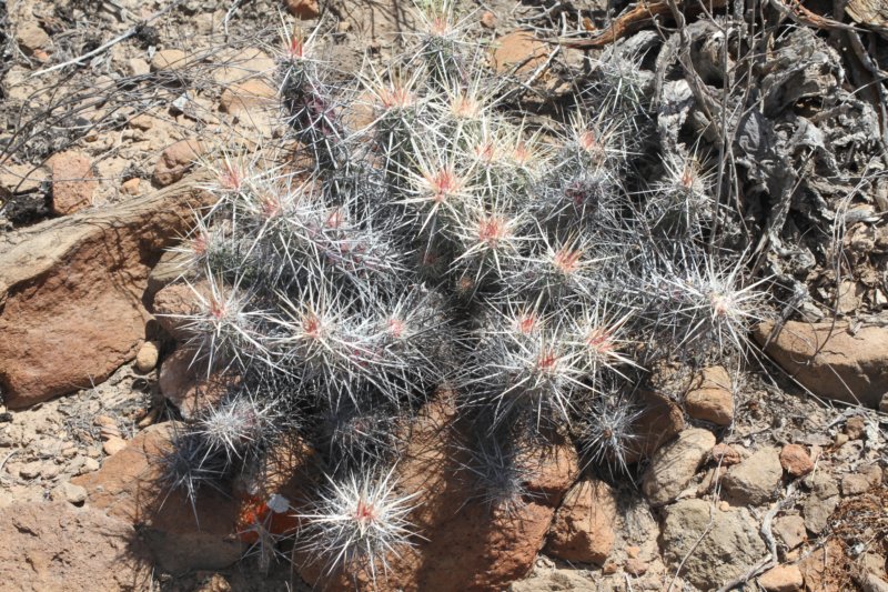 echinocereusbrandegeei.jpg