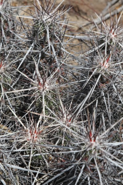 echinocereusbrandegeei2.jpg