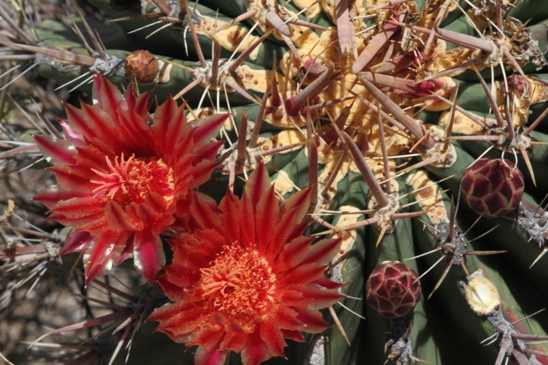 ferocactuspeninsulae.jpg