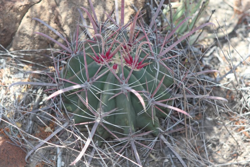 ferocactuspeninsulae2.jpg