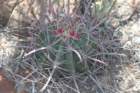 ferocactuspeninsulae2_small.jpg