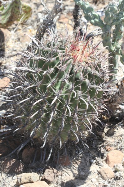 ferocactuspeninsulae3.jpg