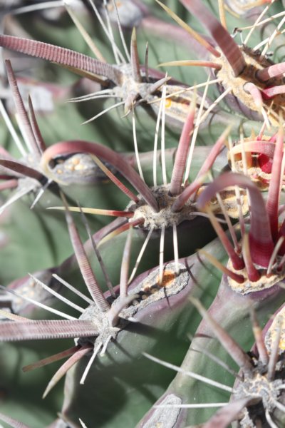 ferocactuspeninsulae4.jpg