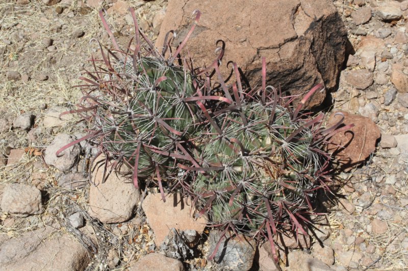 ferocactuspeninsulae.jpg