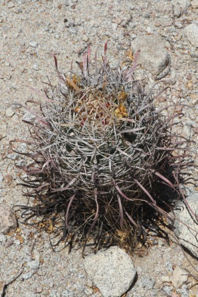 ferocactusgracilis2.jpg