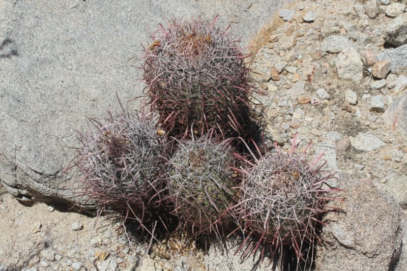 ferocactusgracilis3.jpg