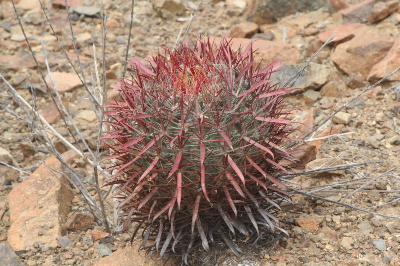 ferocactusgracilisvarcoloratus.jpg