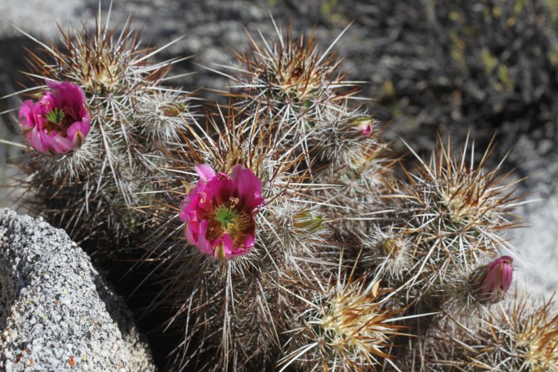 echinocereusengelmannii.jpg