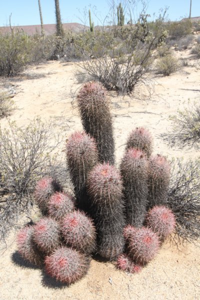 ferocactusgracilis.jpg