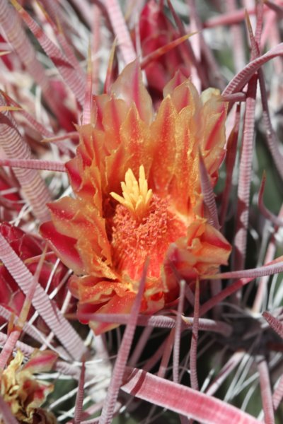 ferocactusgracilisvartortulispinus4.jpg