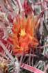ferocactusgracilisvartortulispinus4_small.jpg